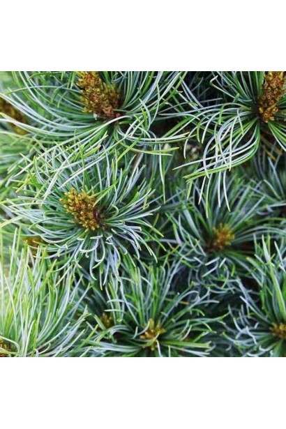 Pinus parviflora Bergman